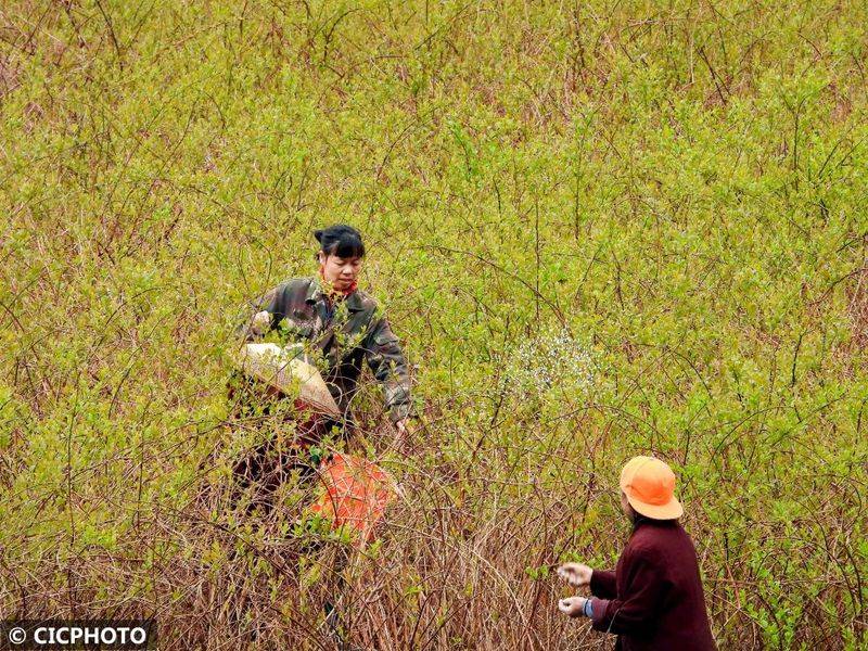 The method of cultivation of the stone pelvis