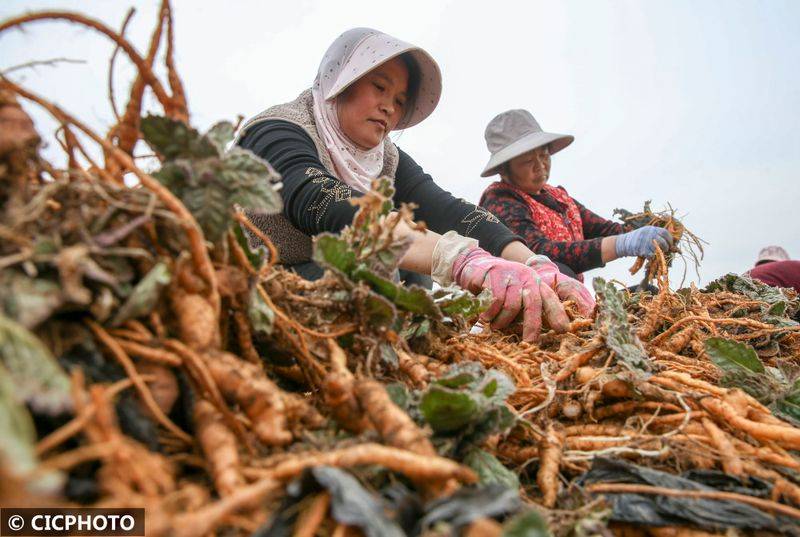 The method of cultivation of the stone pelvis