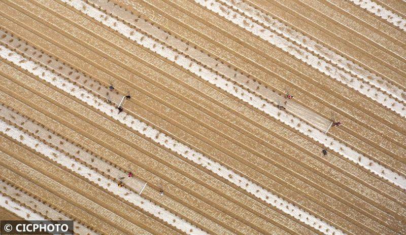 The method of cultivation of the stone pelvis