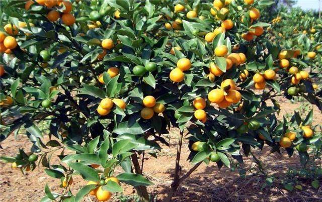 The method of planting the money orange pelvis