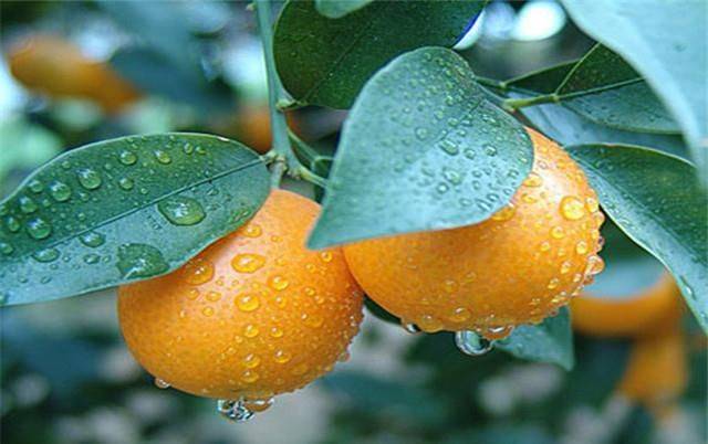 The method of planting the money orange pelvis