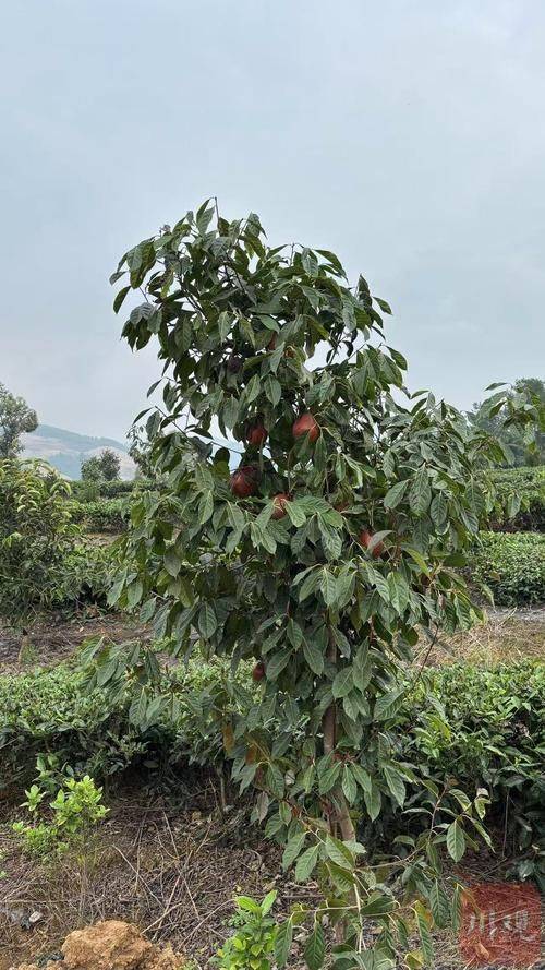 Technology for mountain tea and oil plantations