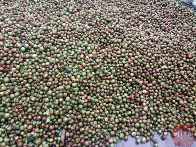 Technology for mountain tea and oil plantations