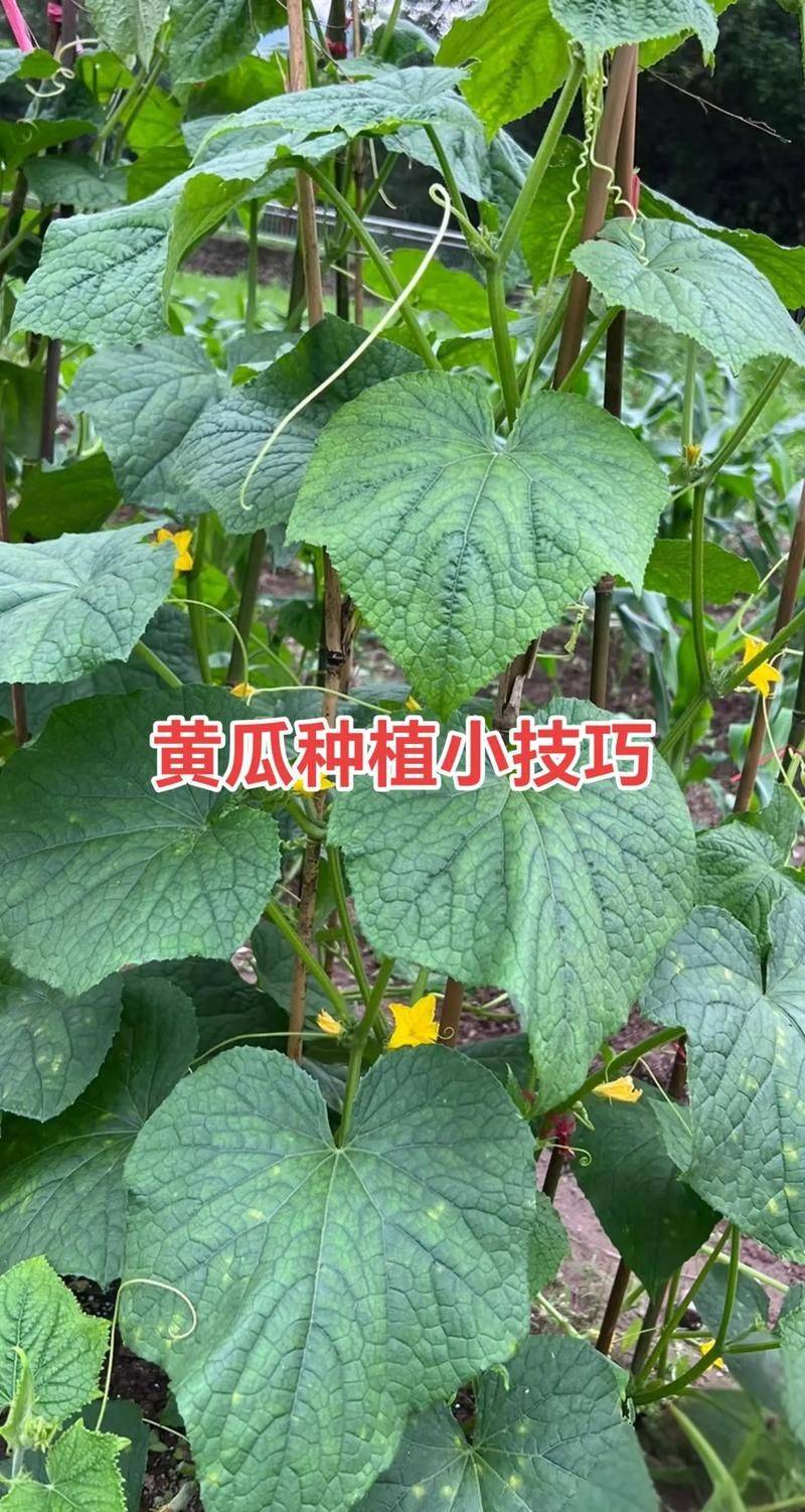 Summer cucumber cultivation technology