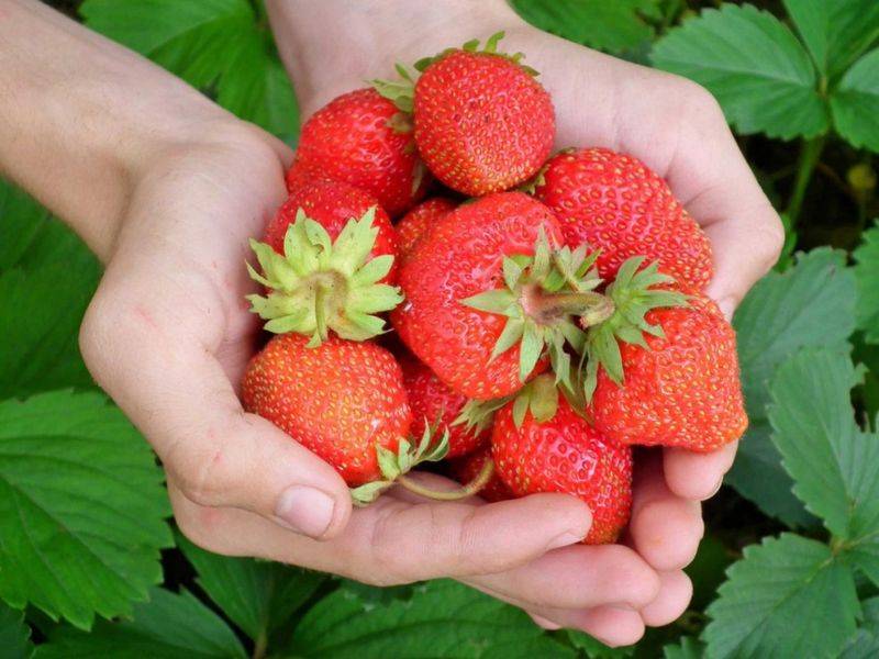 Technologies for winter strawberries growing in sheds