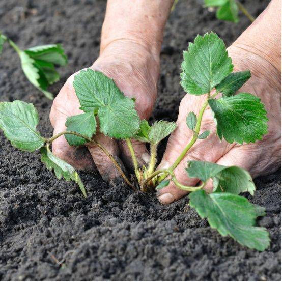 Technologies for winter strawberries growing in sheds
