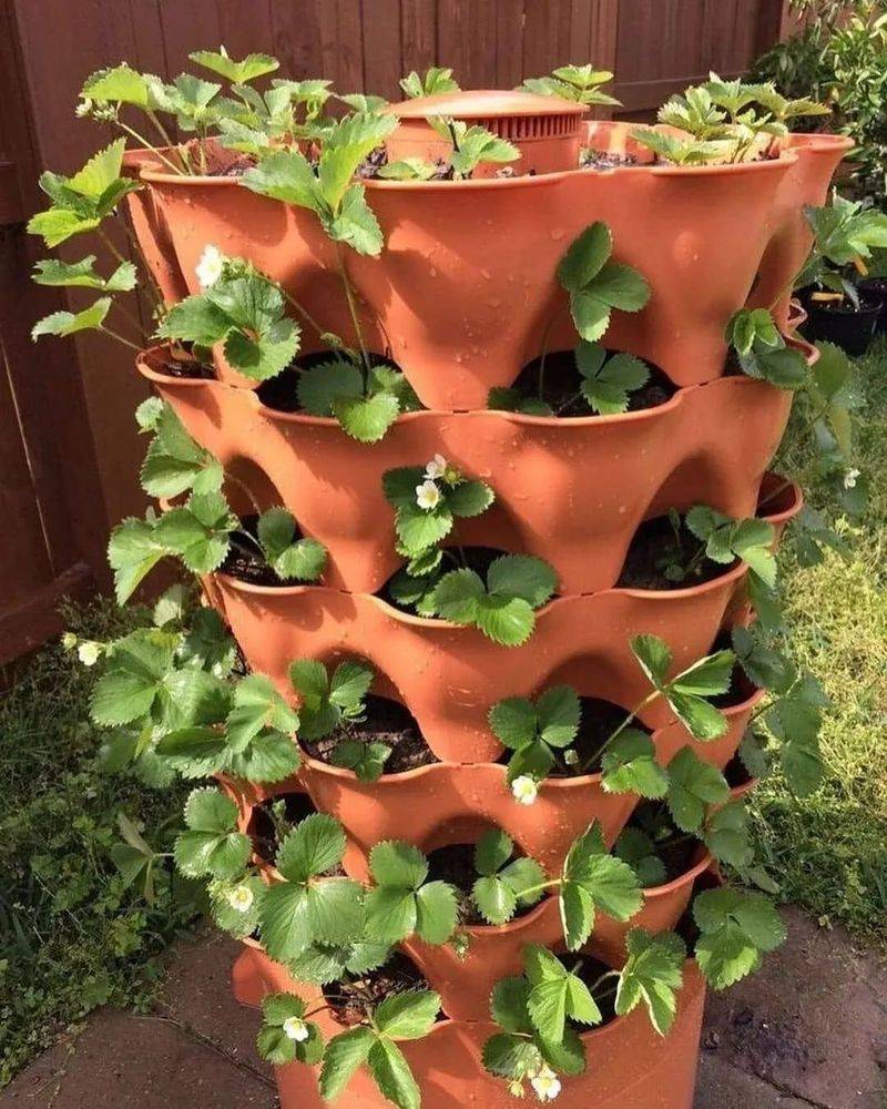 Technologies for winter strawberries growing in sheds