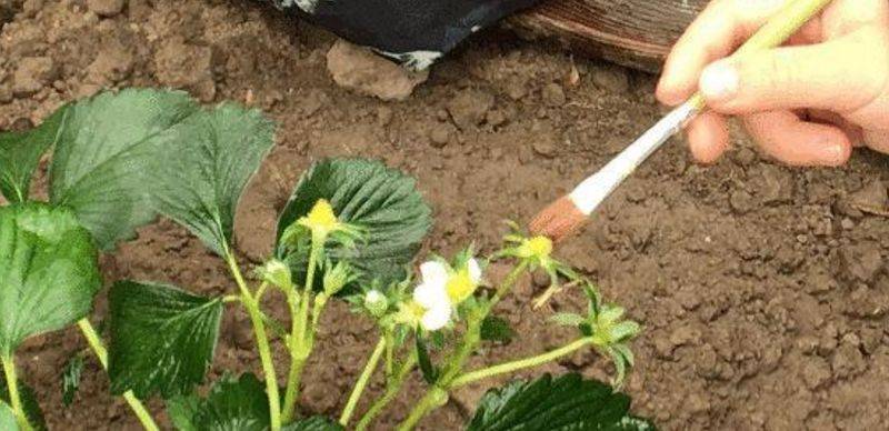 Technologies for winter strawberries growing in sheds