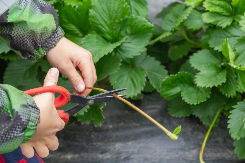 Technologies for winter strawberries growing in sheds