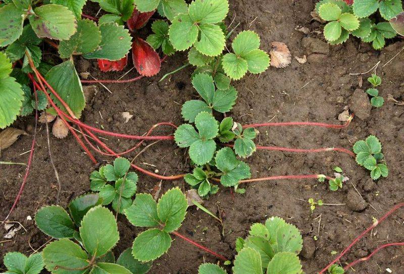 Technologies for winter strawberries growing in sheds