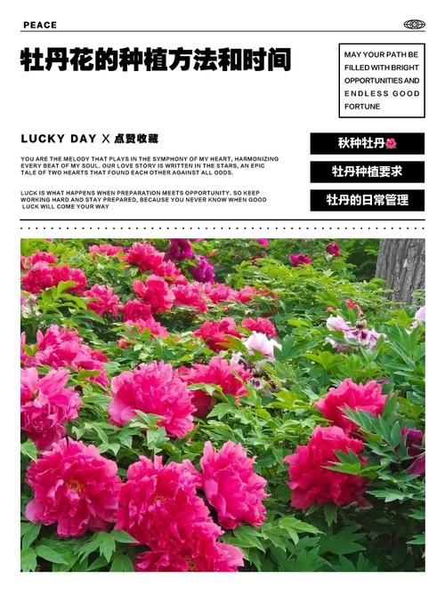 云南牡丹种植技术