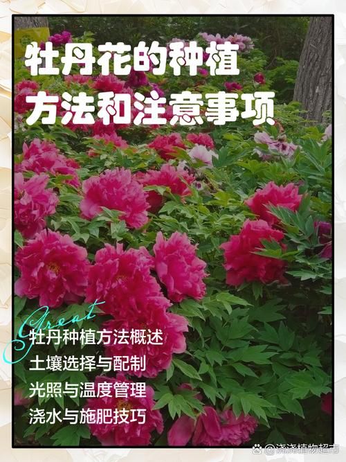 云南牡丹种植技术