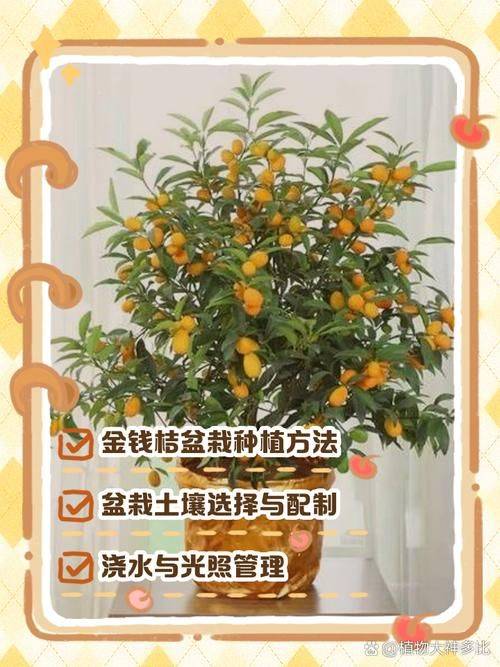 The method of planting the money orange pelvis