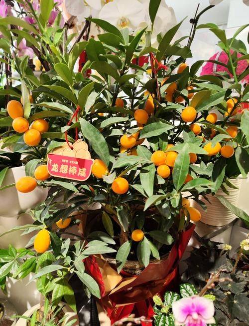 The method of planting the money orange pelvis