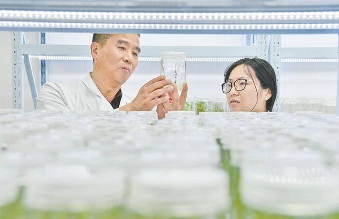 Time and method of onion cultivation