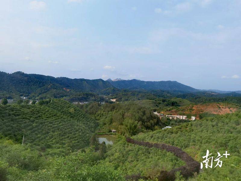 Technology for mountain tea and oil plantations