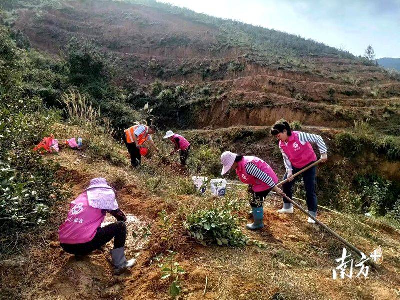 Technology for mountain tea and oil plantations