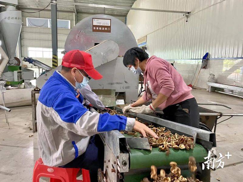 Technology for mountain tea and oil plantations