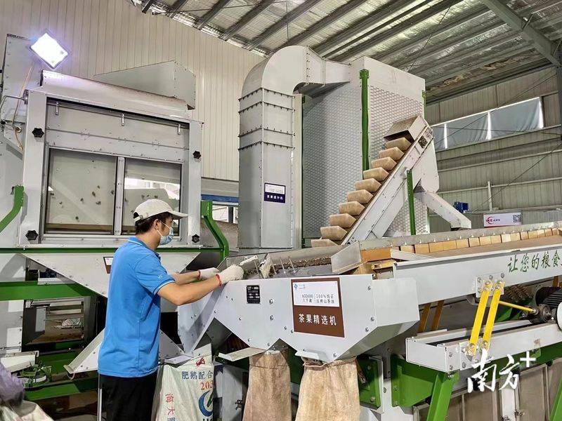 Technology for mountain tea and oil plantations