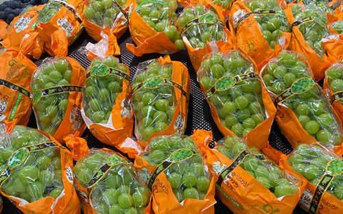 玫瑰香葡萄的种植方法