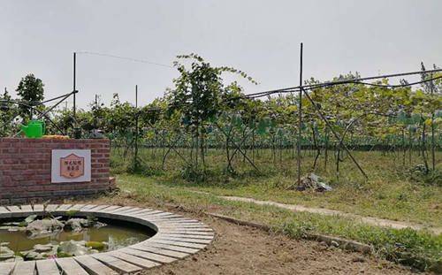 玫瑰香葡萄的种植方法