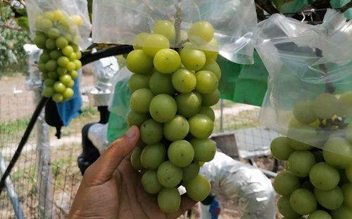 玫瑰香葡萄的种植方法