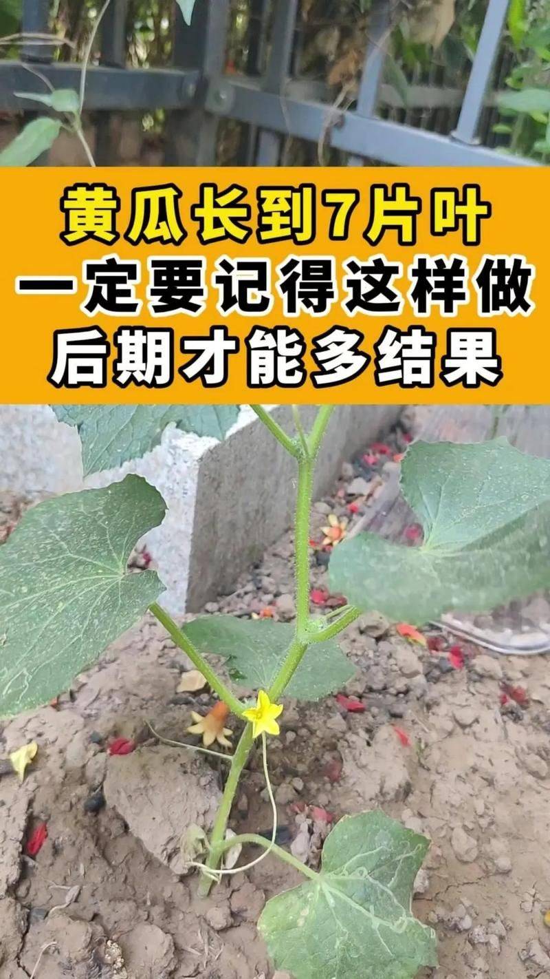 Summer cucumber cultivation technology