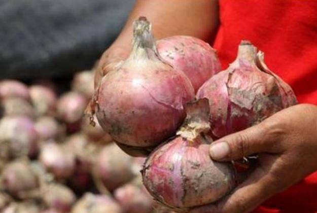 洋葱的种植时间和方法
