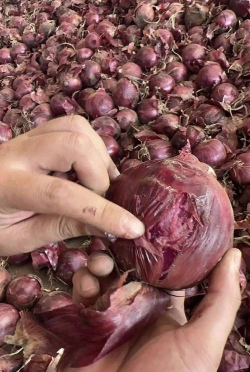 洋葱的种植时间和方法