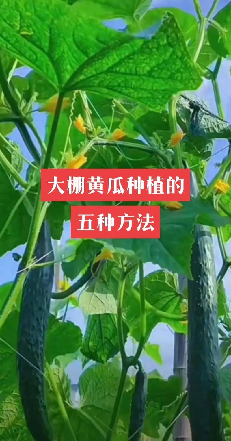 夏季黄瓜种植技术