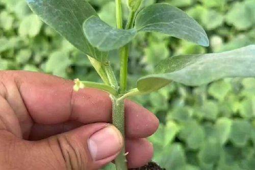 夏季黄瓜种植技术