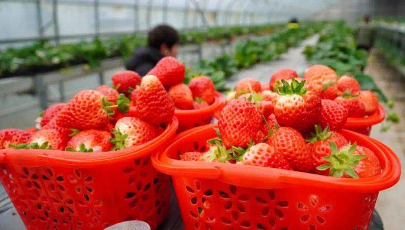 大棚冬季草莓种植技术