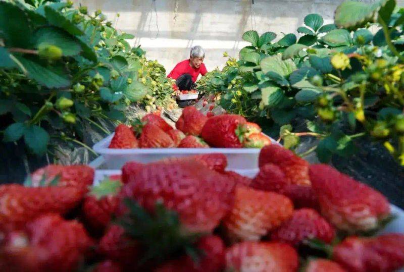 大棚冬季草莓种植技术