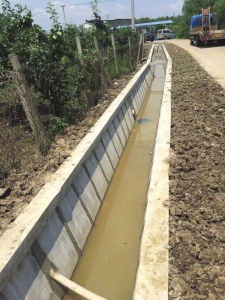 大棚冬季草莓种植技术