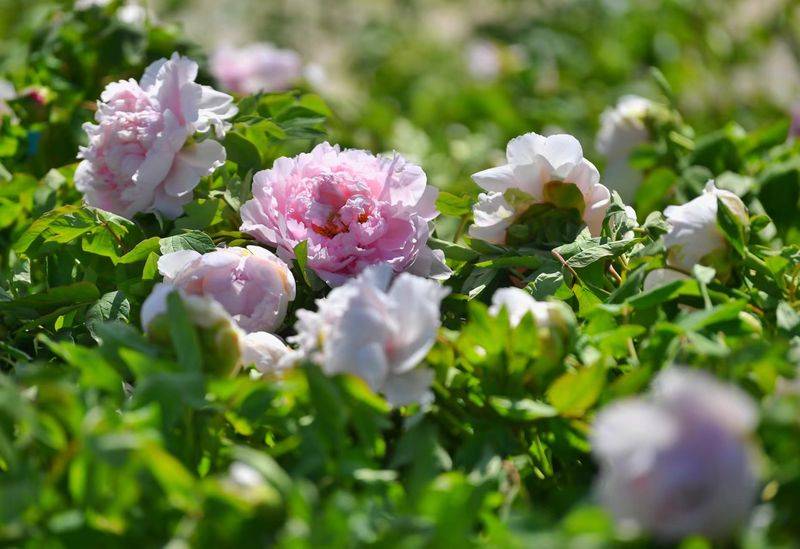 Pyramid planting methods