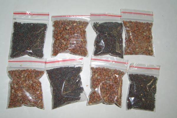 The method of planting the seeds of the phoenix