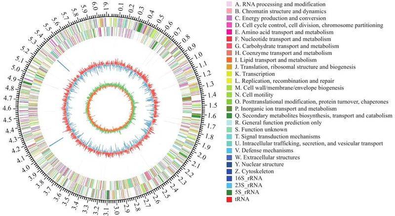 Time and method of onion cultivation