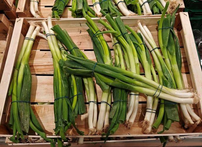 Time and method of onion cultivation