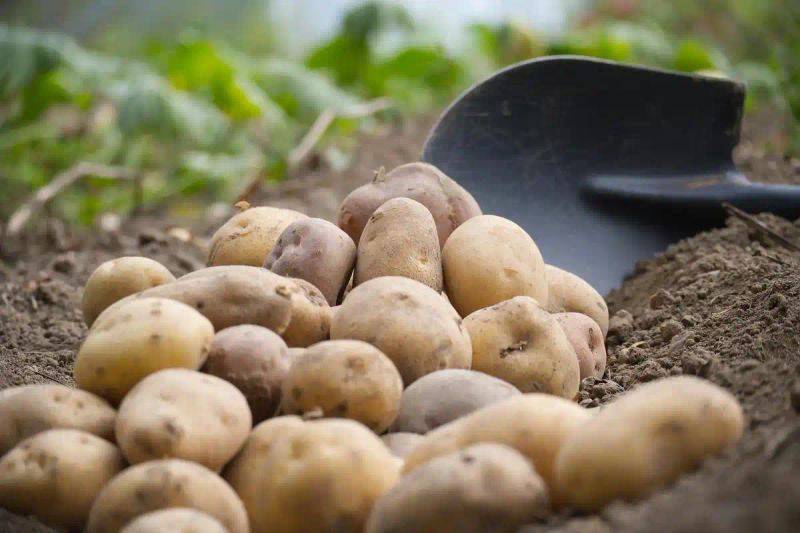 Tamzhou potato cultivation technology