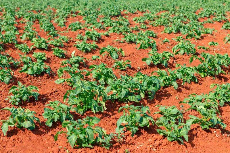 Tamzhou potato cultivation technology
