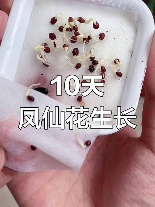 The method of planting the seeds of the phoenix