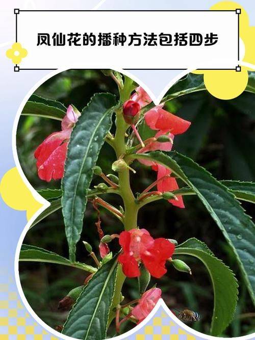 The method of planting the seeds of the phoenix