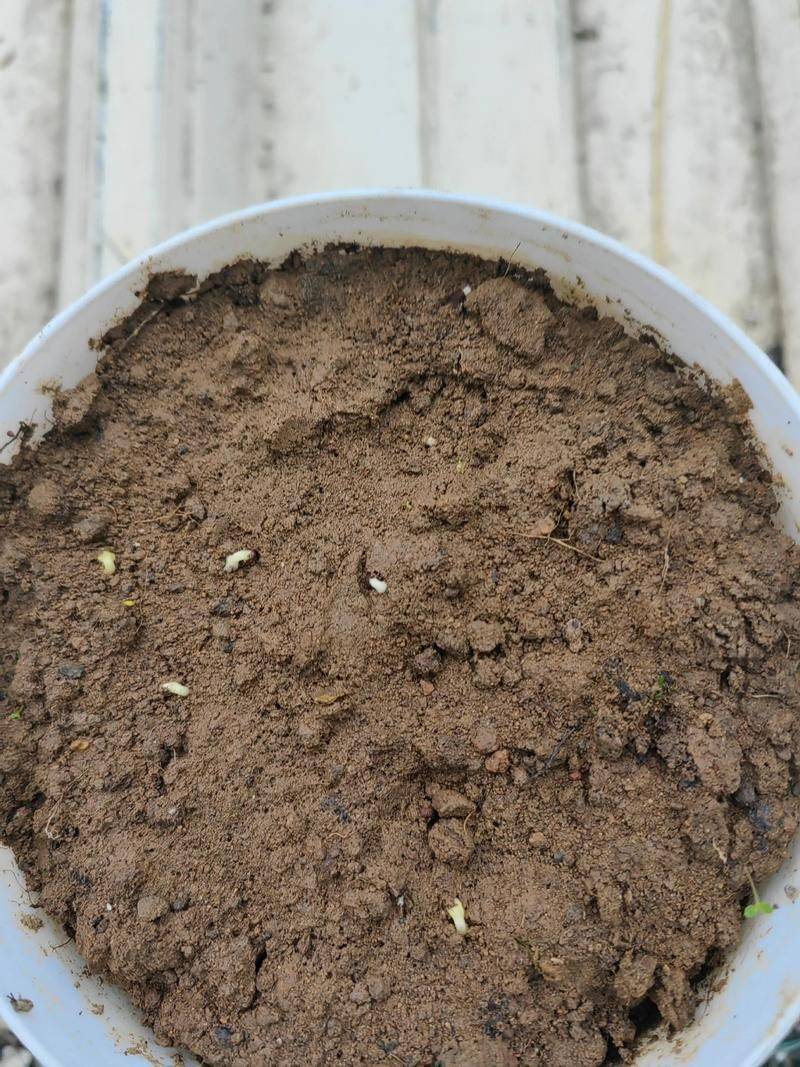 The method of planting the seeds of the phoenix