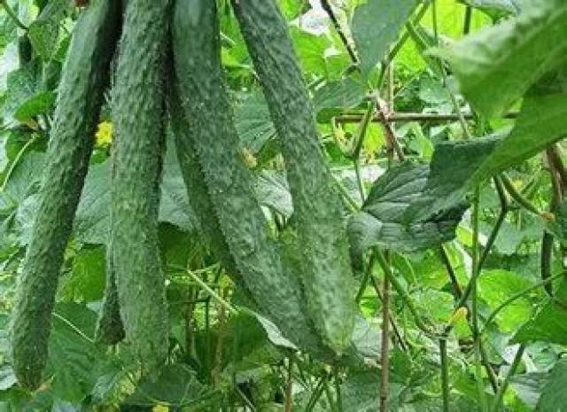 秋冬大棚黄瓜种植技术