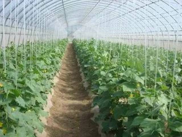 秋冬大棚黄瓜种植技术