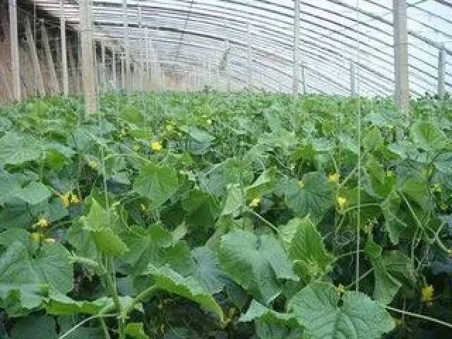 秋冬大棚黄瓜种植技术