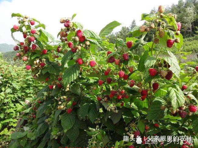 覆盆子种植技术