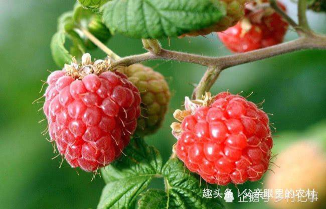 覆盆子种植技术