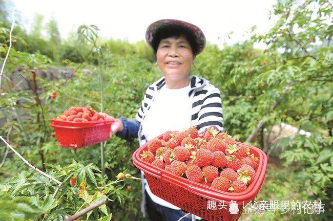覆盆子种植技术