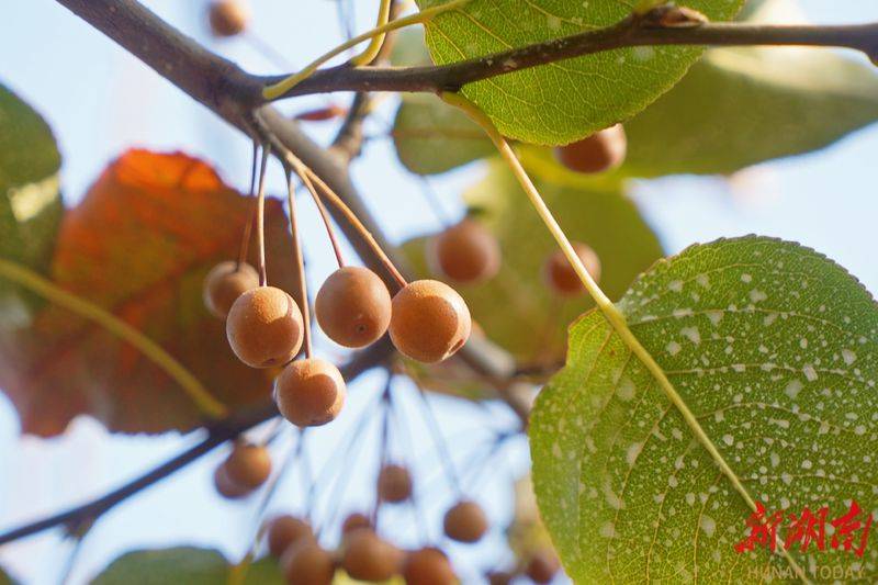 湖南适合种植什么水果